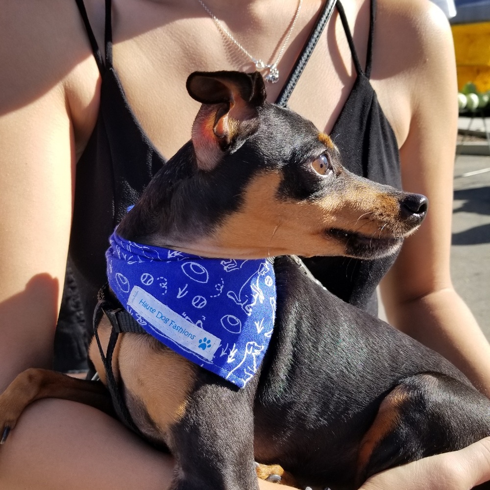 Dog bandanas